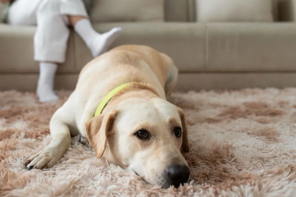 Pet Odor Removal